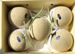 高知産 約10kg 贈答用 5玉 大玉マスクメロン 秀品 北海道沖縄発送
