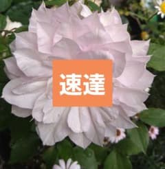 速達のサムネイル