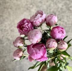 本日限定✴︎芍薬10本の切花セット　生花　ネコポスのサムネイル