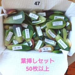 a*h様 47.多肉植物　名前付き葉挿しセット　50枚以上のサムネイル