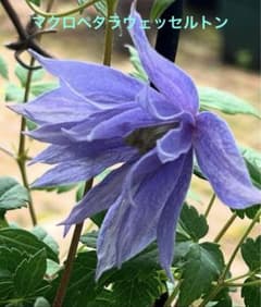 クレマチス 苗 アトラゲネ系 マクロペタラウェッセルトン 2苗セット