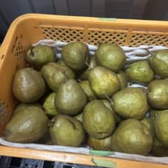 超訳あり　メロウリッチ　西洋梨　箱込み12kg 傷あり　3LCứngのサムネイル