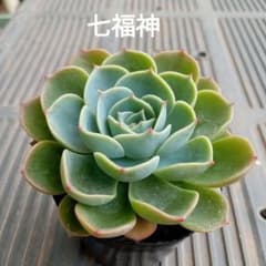 No.1 七福神 抜き苗 多肉植物 - メルカリ