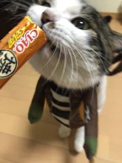 ko様60サイズのサムネイル