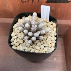 多肉植物 サボテン　ミニマのサムネイル