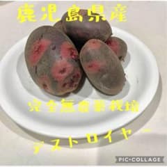 デストロイヤー(正式名：グラウンドペチカ)1.3キロ　※種芋のサムネイル