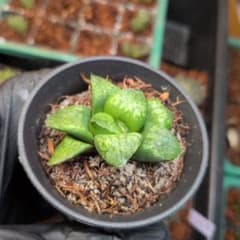ハオルチア　コンプト　ブラックオブツーサのカキコ付き 抜き苗 宛先匿名配送のサムネイル