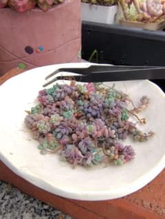 多肉植物　☆パープルヘイズ☆ カット苗のサムネイル