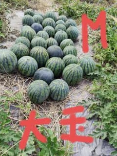 尾花沢すいか 山形県産 約5.6kgブラックジャックのサムネイル