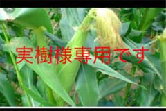 トウモロコシ専用ですのサムネイル