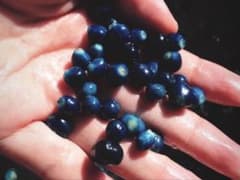 臭木の実　300gのサムネイル