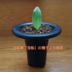 万年青の新芽のサムネイル