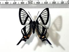 オオスカシツバメシジミタテハ 蝶 標本 - メルカリ