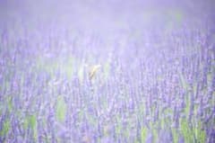 かわうそ様専用ページのサムネイル