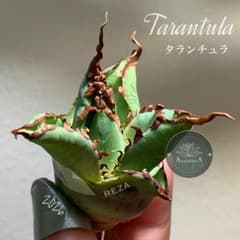 初売りオークション】120 REZA産 イラン株 長棘 アガベ タランチュラ