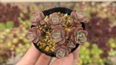 赤葉日高ミセバヤ 抜き苗 多肉植物 - メルカリ