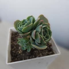 多肉植物 七福神 抜き苗 - メルカリ