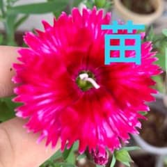 メルカリ便　ダイアンサスナデシコ♪セキチク苗、カラナデシコ苗、根付き挿し木苗3株 鮮やか！ダイアンサスナデシコ♪セキチク苗、カラナデシコ苗、根付き