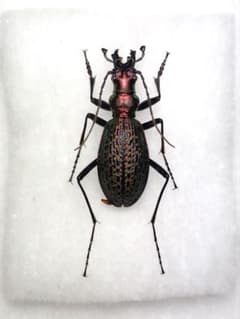 珍品オオズクビナガオサムシ - メルカリ