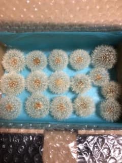 ドライフラワー たんぽぽの綿毛 サイズMIXのサムネイル