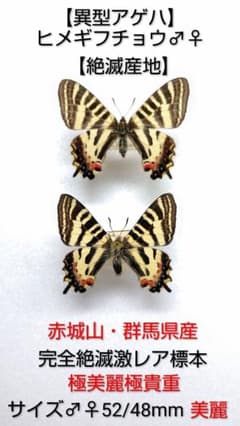 日本産蝶標本【異型アゲハ】【絶滅産地】ヒメギフチョウ ♂♀標本