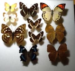 国内蝶標本‼️各地の蝶標本 - メルカリ