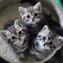 るきあ様専用のサムネイル