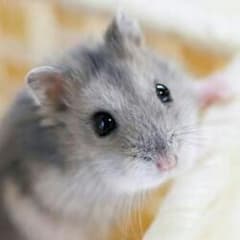 専用(´∀`)のサムネイル