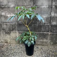 観葉植物　ツピダンサス　カリプトラツスのサムネイル