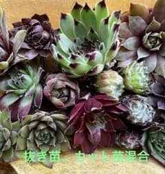 センペルビウム ミックス16種類セット⑤⭐️お買い得 - メルカリ