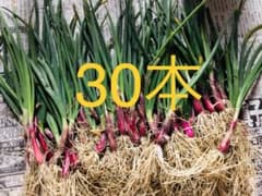 赤玉ねぎ苗30本のサムネイル