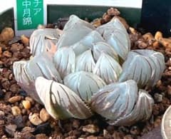 発根済‼️極上班‼️多肉植物 ハオルチア オブツーサ錦 水中月錦 抜き苗
