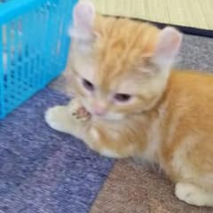 AYA専用のサムネイル