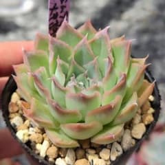 多肉植物 エケベリア 実生苗 シムランスLS✕メキシコポルデンシス 抜き