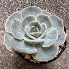 ブルーサプライズ 多肉植物 抜き苗 - メルカリ