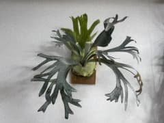 子株】P.sp (マジュスポ・HK spore）法花園 ビカクシダ 橙 - メルカリ