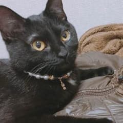 猫 首輪 2色セットのサムネイル