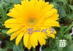 ガーベラ 苗 　元気な根つき苗　黄色　宿根 ネコポスのサムネイル