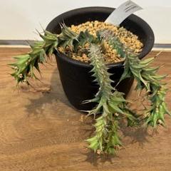 希少美株】ユーフォルビアトルチラマ 実生 サボテン 多肉植物