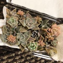 朧月セット♡値下げしました‼️のサムネイル