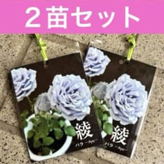 バラ バラ苗 綾 ブルーローズ 薔薇苗 新苗 Aya ローズガーデン 花苗