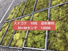スナゴケ 砂苔 10枚 13.000円 送料込み 天然 40㎝✖︎30㎝ - メルカリ