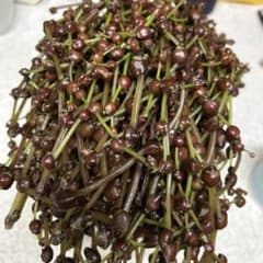 青森県産 みずの実 大小混じり 250g以上のサムネイル