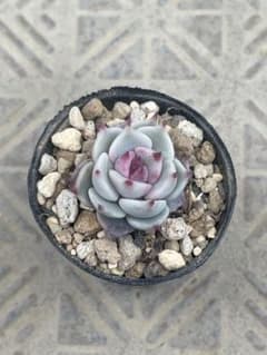 多肉植物 ストロベリーミルククラウン②のサムネイル