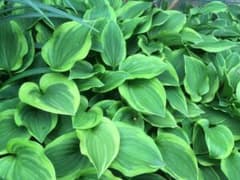 花苗セットのサムネイル