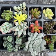 多肉植物 カット苗 セット♡のサムネイル