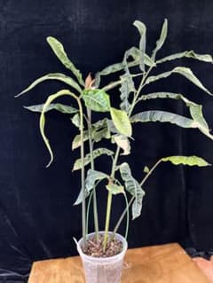 Alpinia rugosa アルピニア　ルゴサ　激レア　4芽付き　激安　大株 Alpinia rugosa アルピニア ルゴサ 激レア 4芽付き 激安 大株 - メルカリ