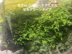 モスsp.パルケータスエマス 蛍光グリーンタイプ　水中葉　無農薬　400ccのサムネイル