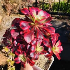 メデューサ 群生 超大苗 9頭 アエオニウム 多肉植物 - メルカリ