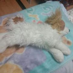パピヨンのぬいぐるみのサムネイル